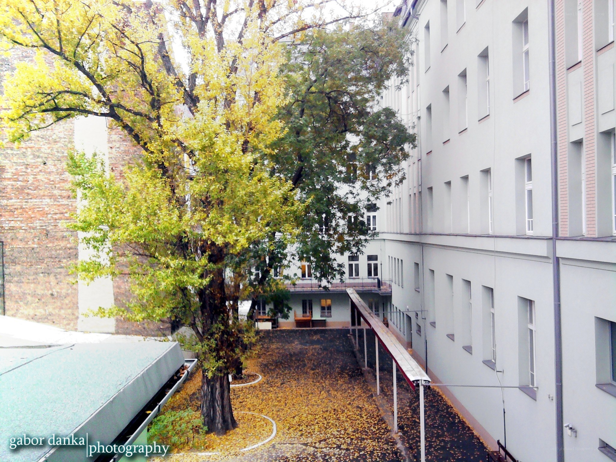 Autumn courtyard with ginkgo tree