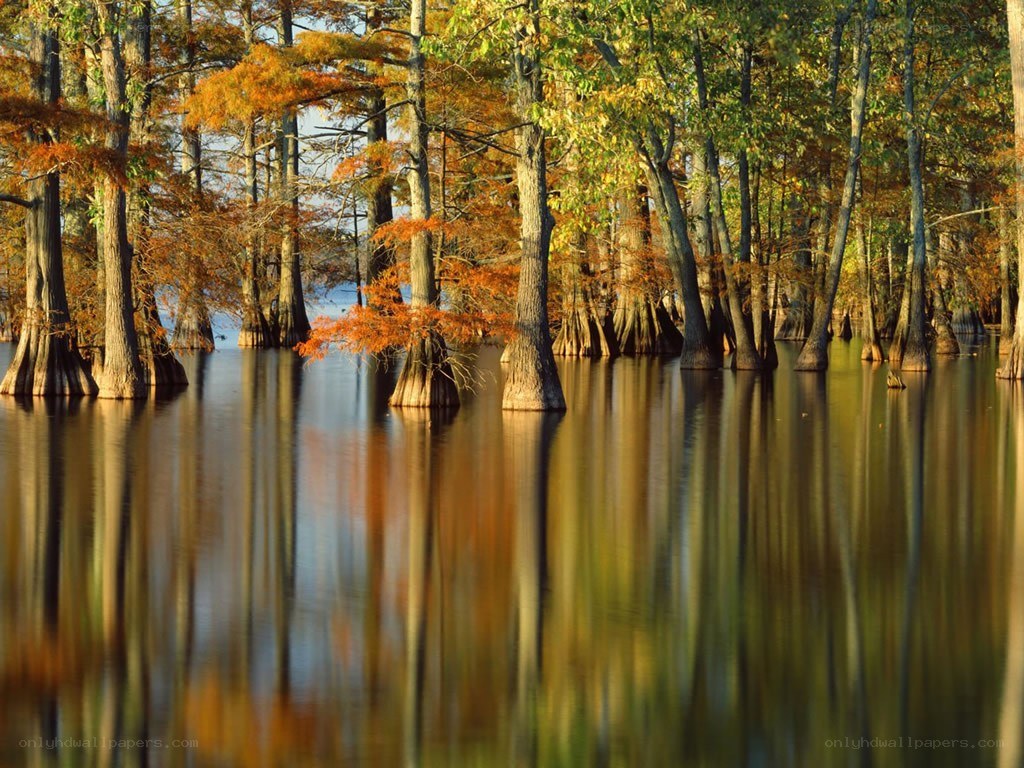 Autumn cypress swamp