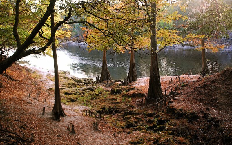 Autumn cypress trees by a river