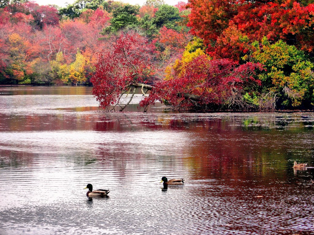 Autumn ducks on a lake