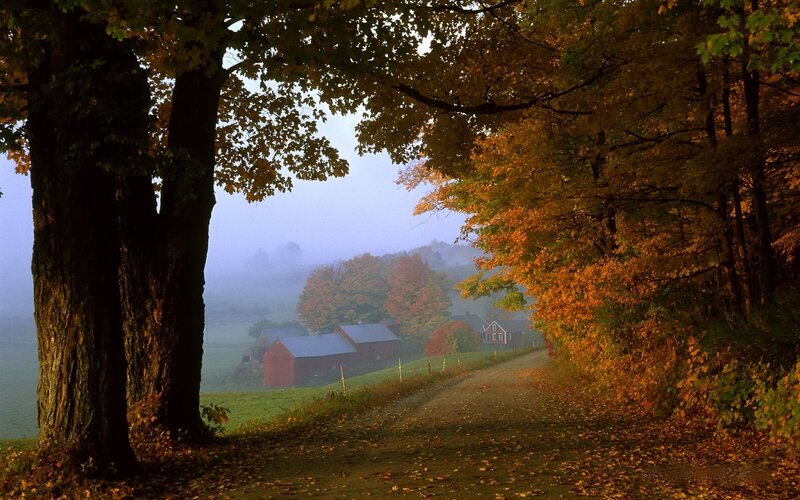 Autumn farm road in fog