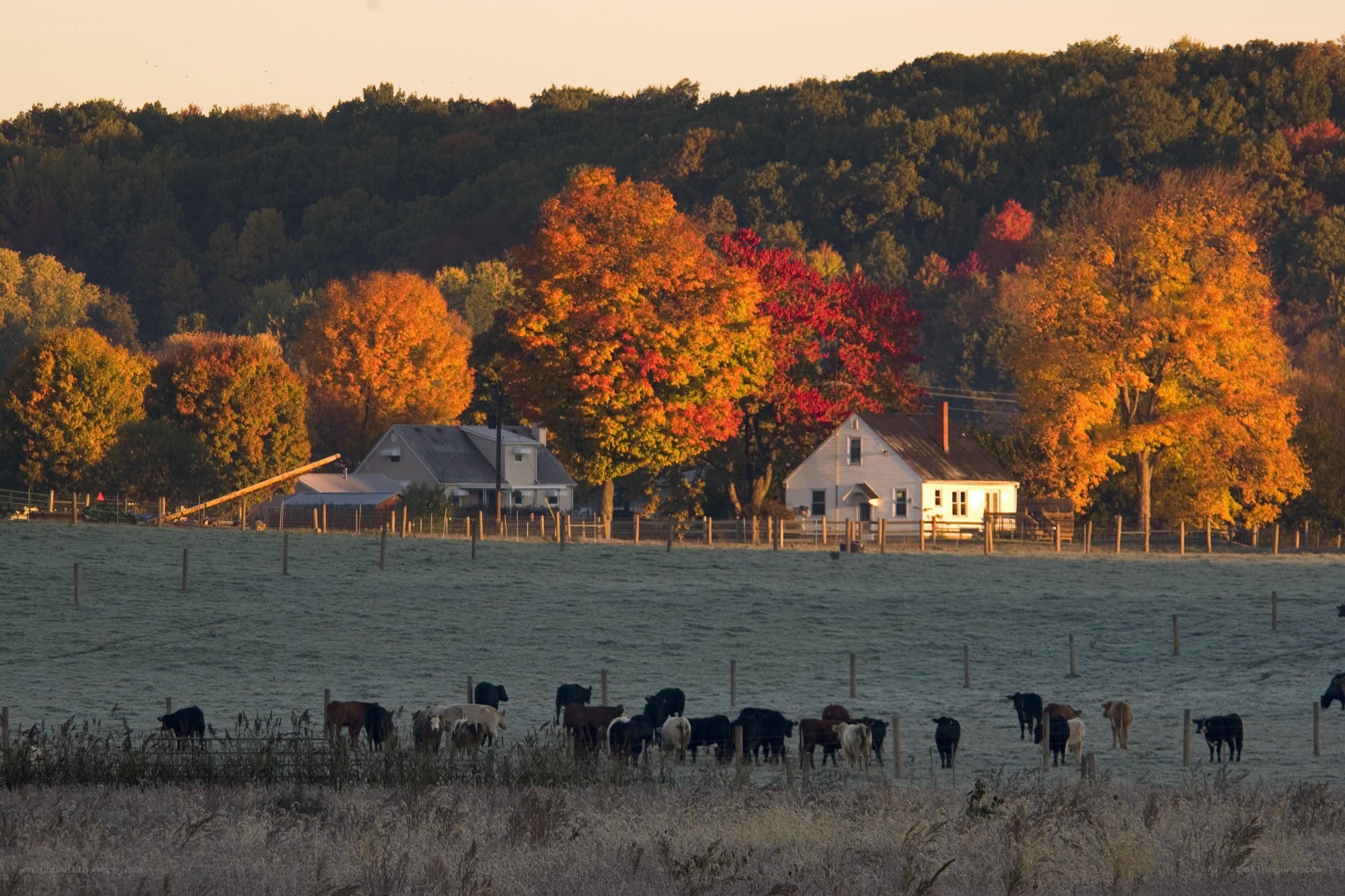 Autumn farm with cows