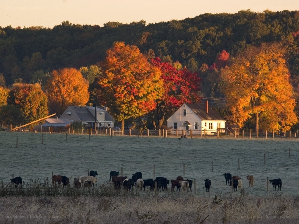 Autumn farm with cows