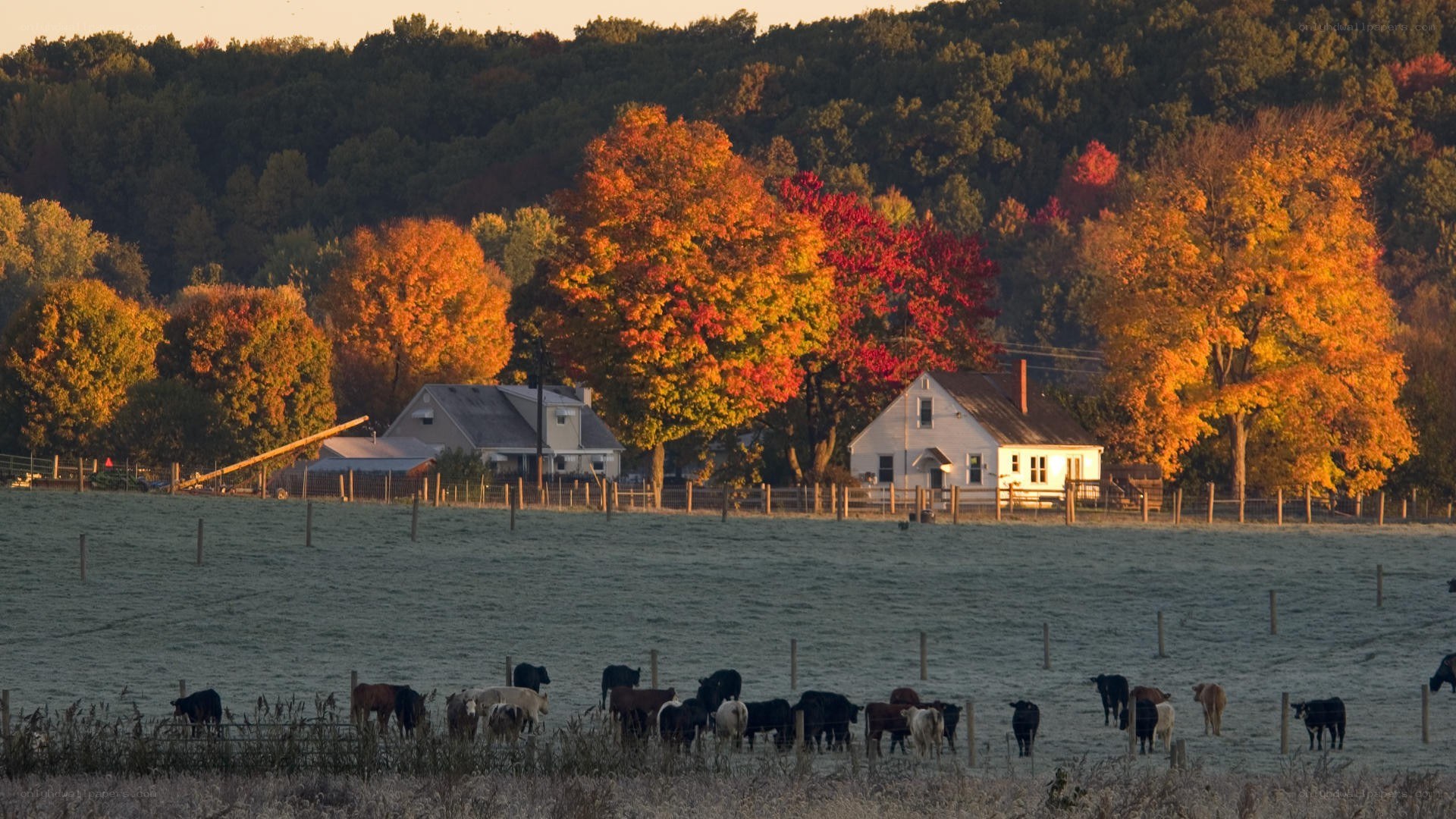 Autumn farm with cows