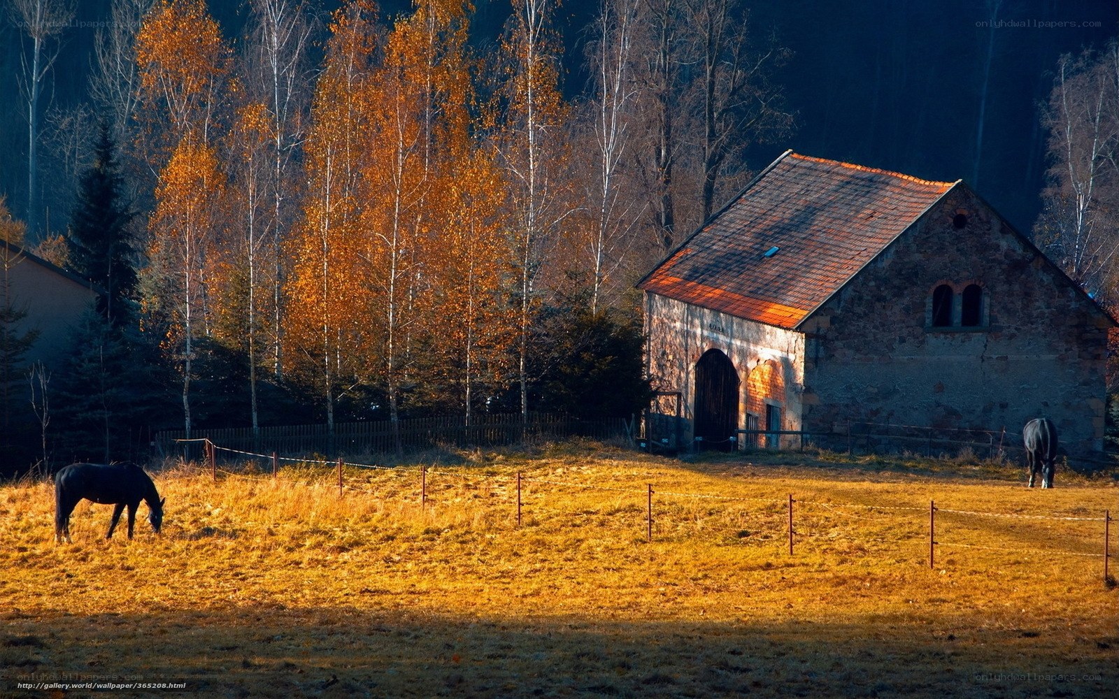 Autumn farm with horses