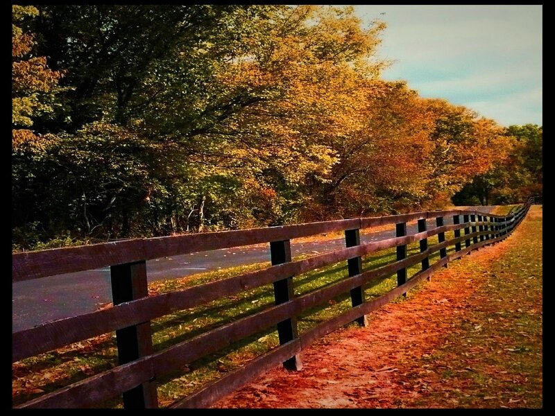 Autumn fence along a road