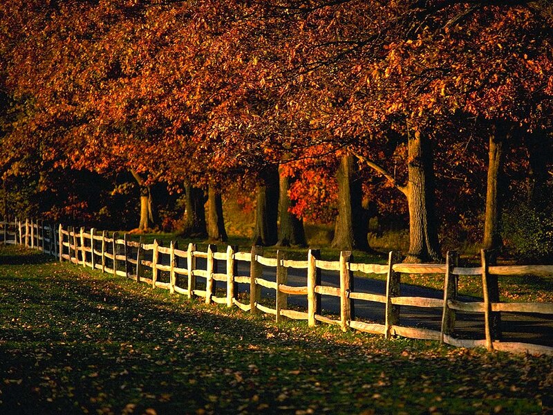 Autumn fence and trees