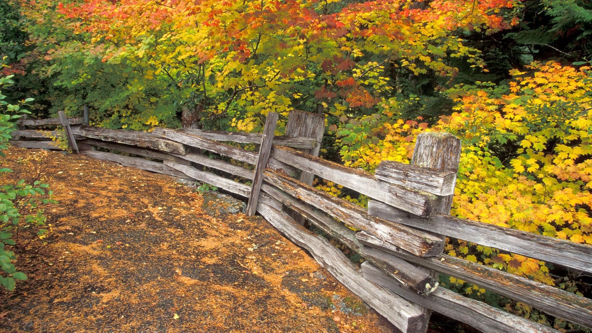Autumn fence in forest