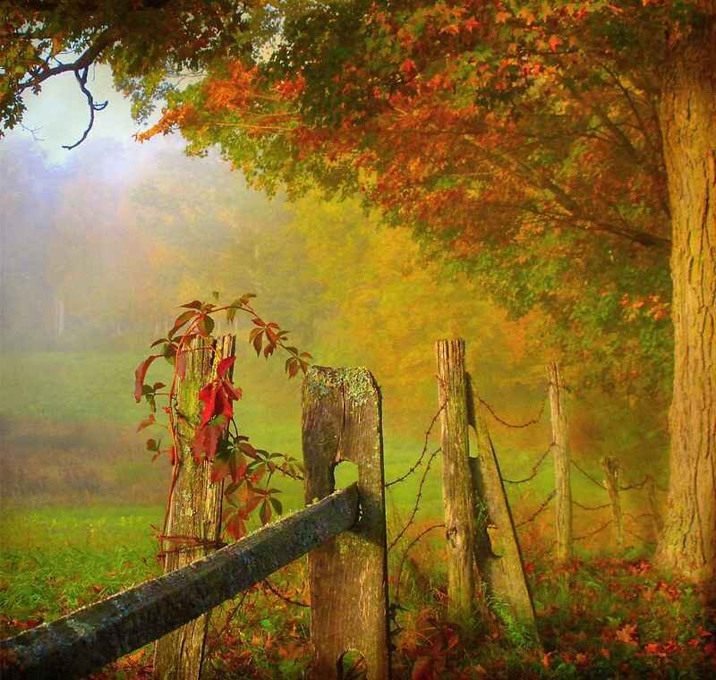 Autumn fence in misty field