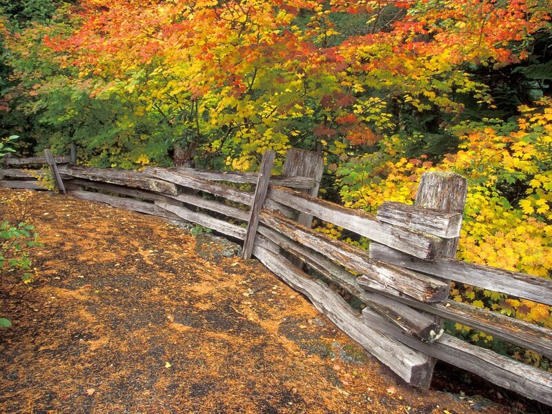 Autumn fence with colorful leaves