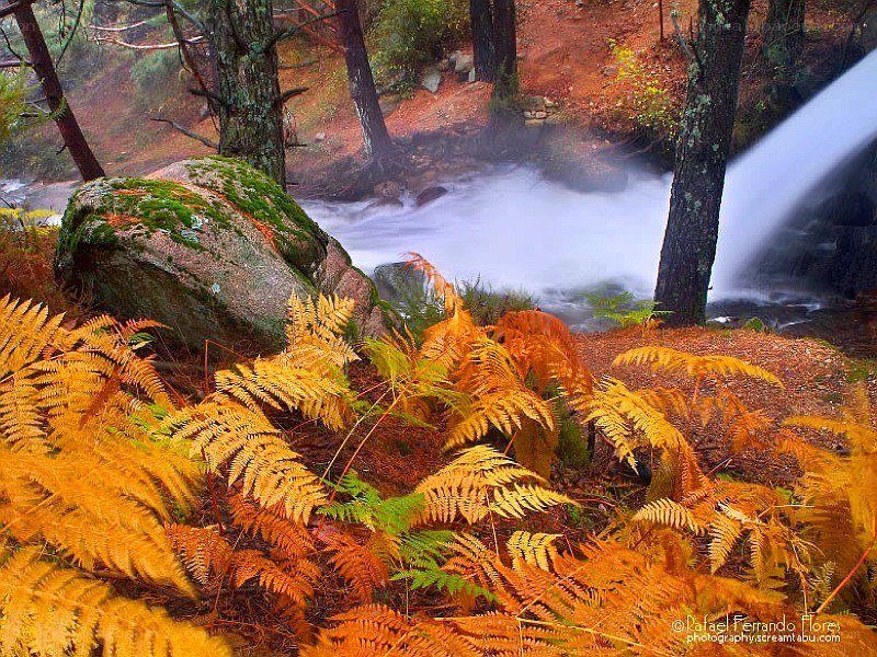 Autumn ferns by a forest stream