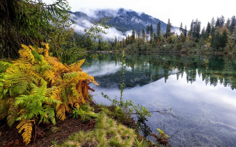 Autumn Ferns by Lake — Green
