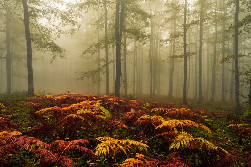 Autumn Ferns in Forest — Green, Misty