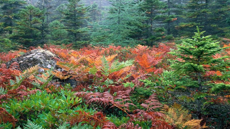 Autumn Ferns in Forest — Green