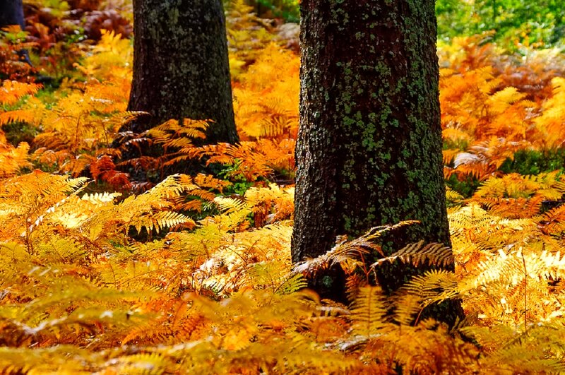 Autumn Ferns in Forest — Orange