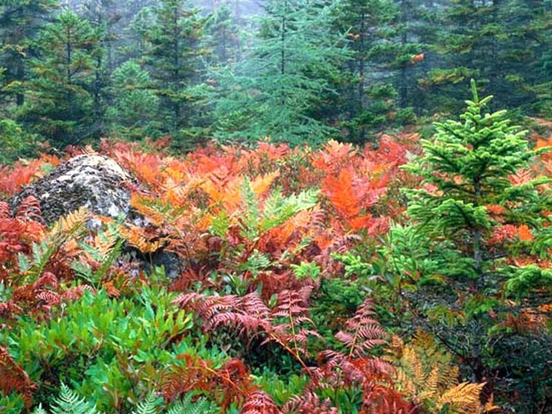 Autumn Ferns in Forest