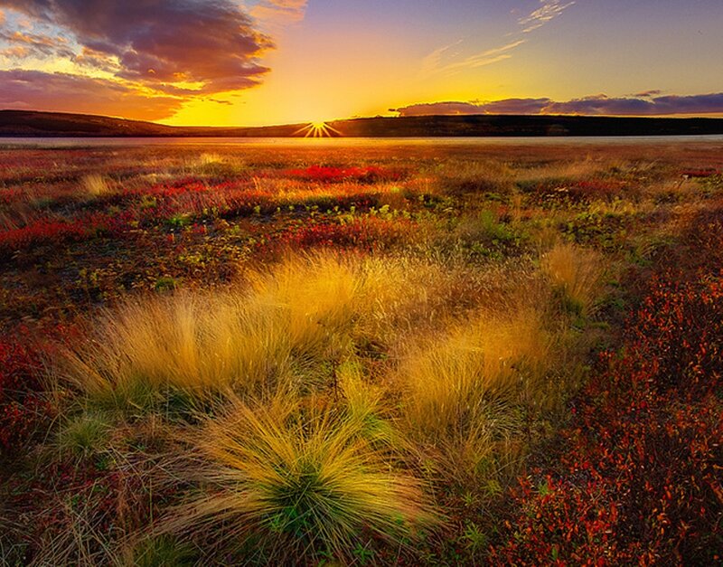 Autumn Field at Sunset — Yellow, Serene