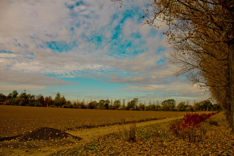 Autumn Field Landscape