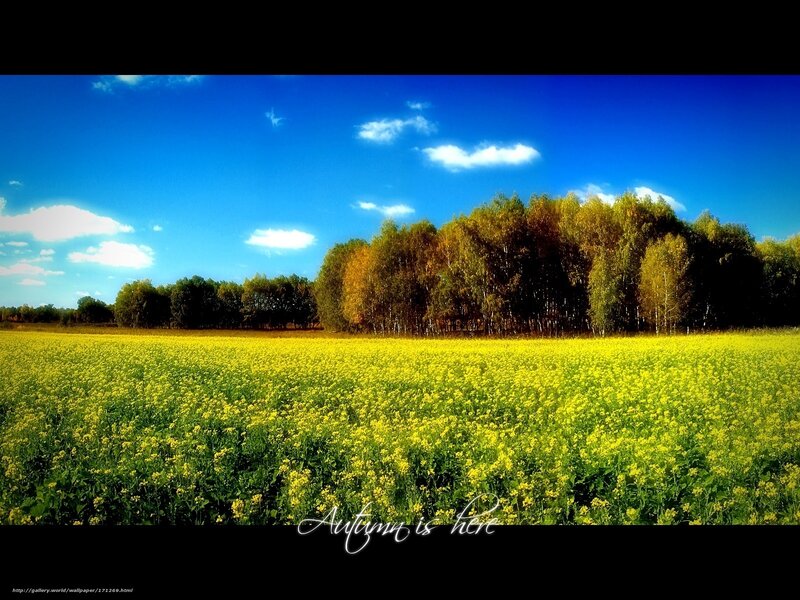 Autumn field of yellow flowers