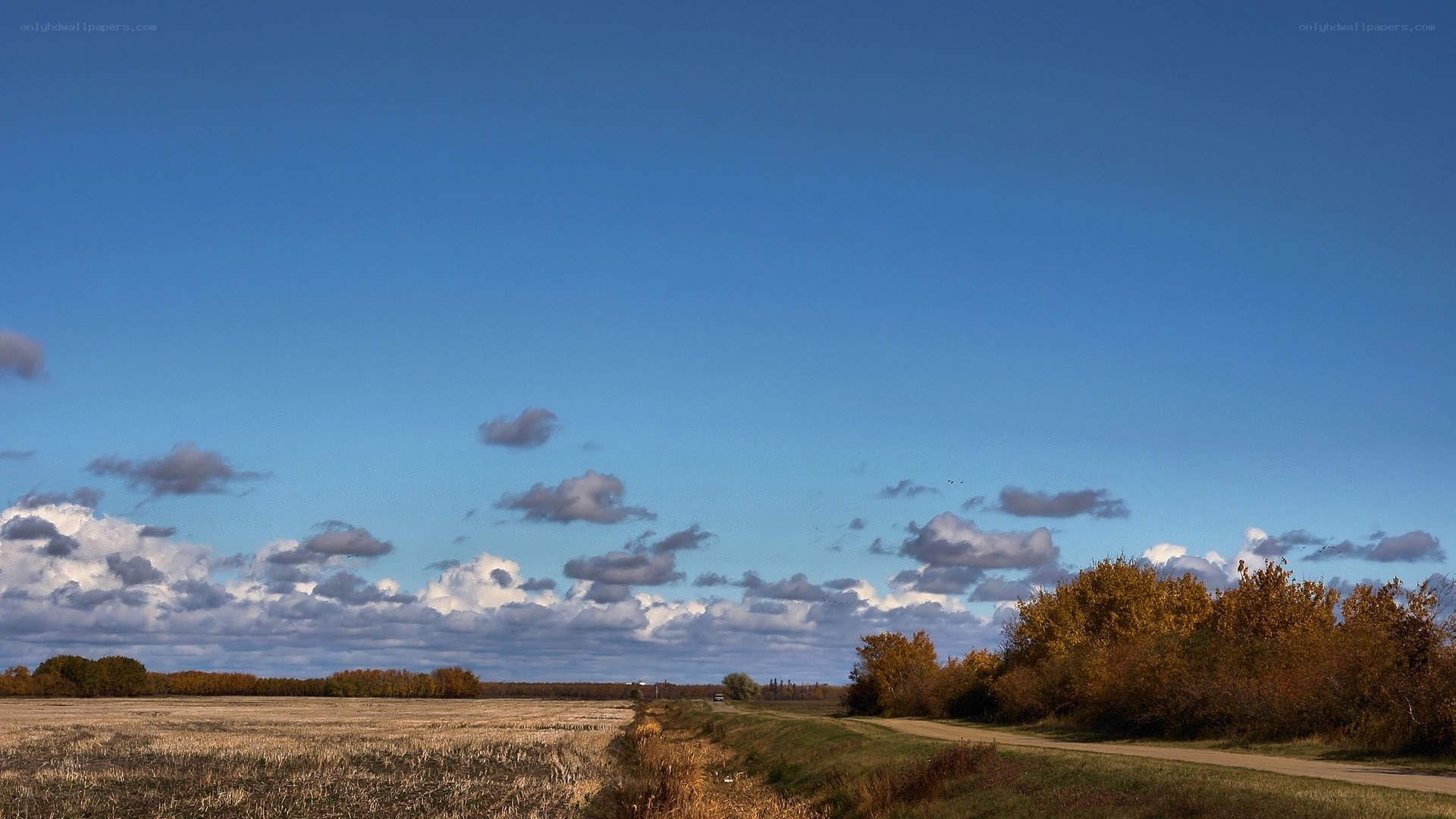 Autumn field under blue sky