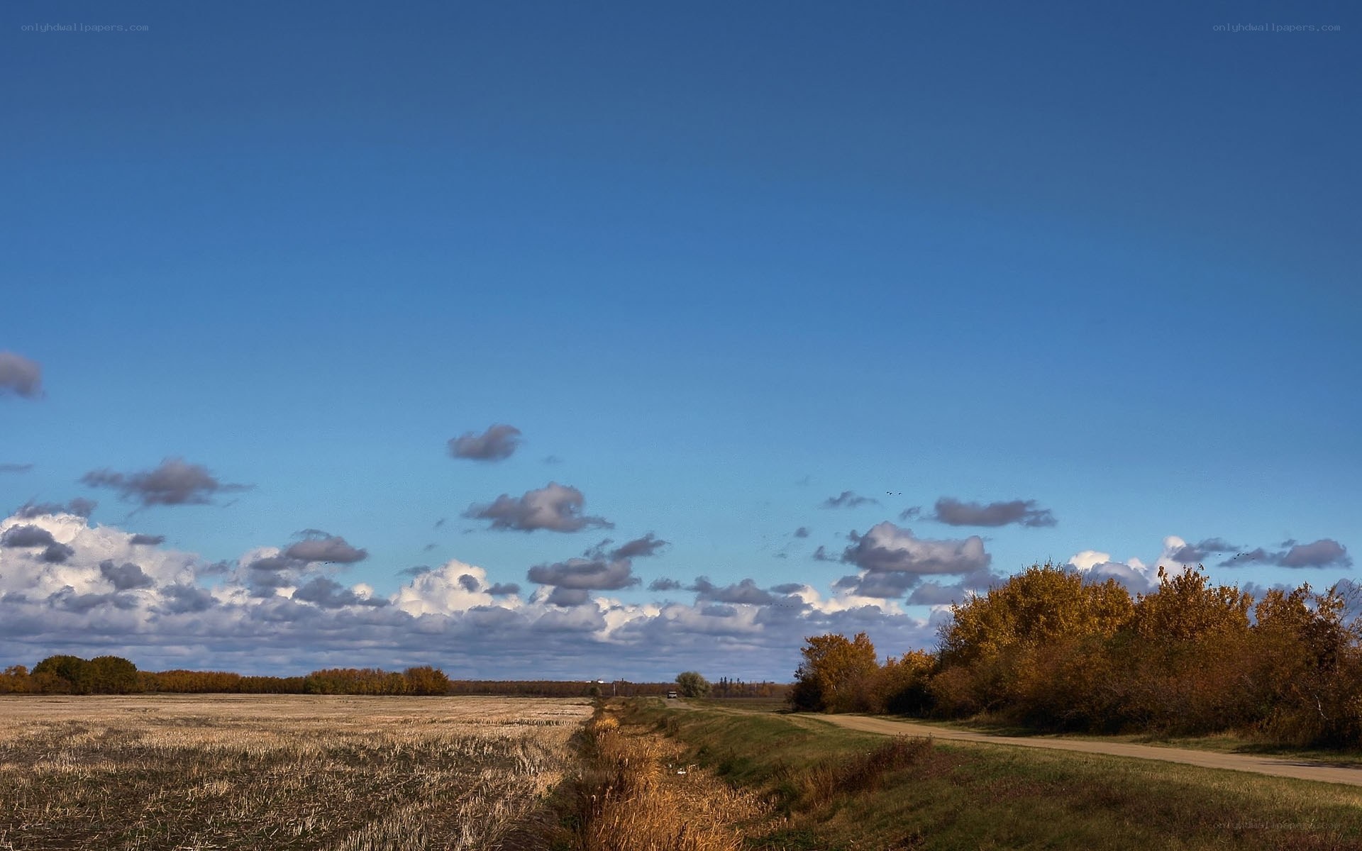 Autumn field under blue sky