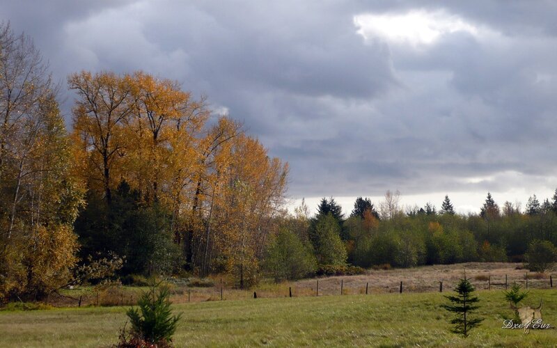 Autumn field under cloudy sky