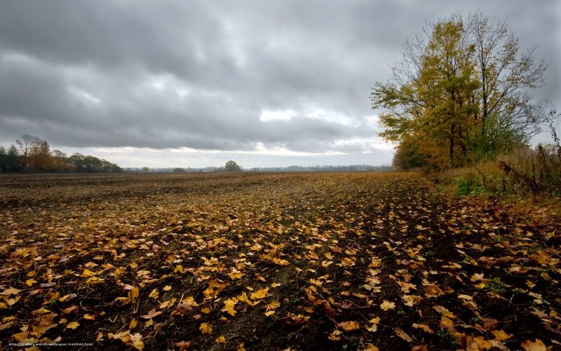 Autumn field under cloudy sky
