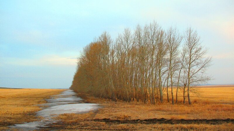 Autumn field with bare trees