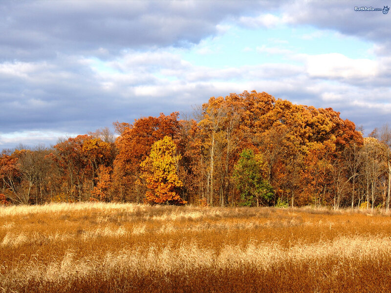Autumn field with colorful trees