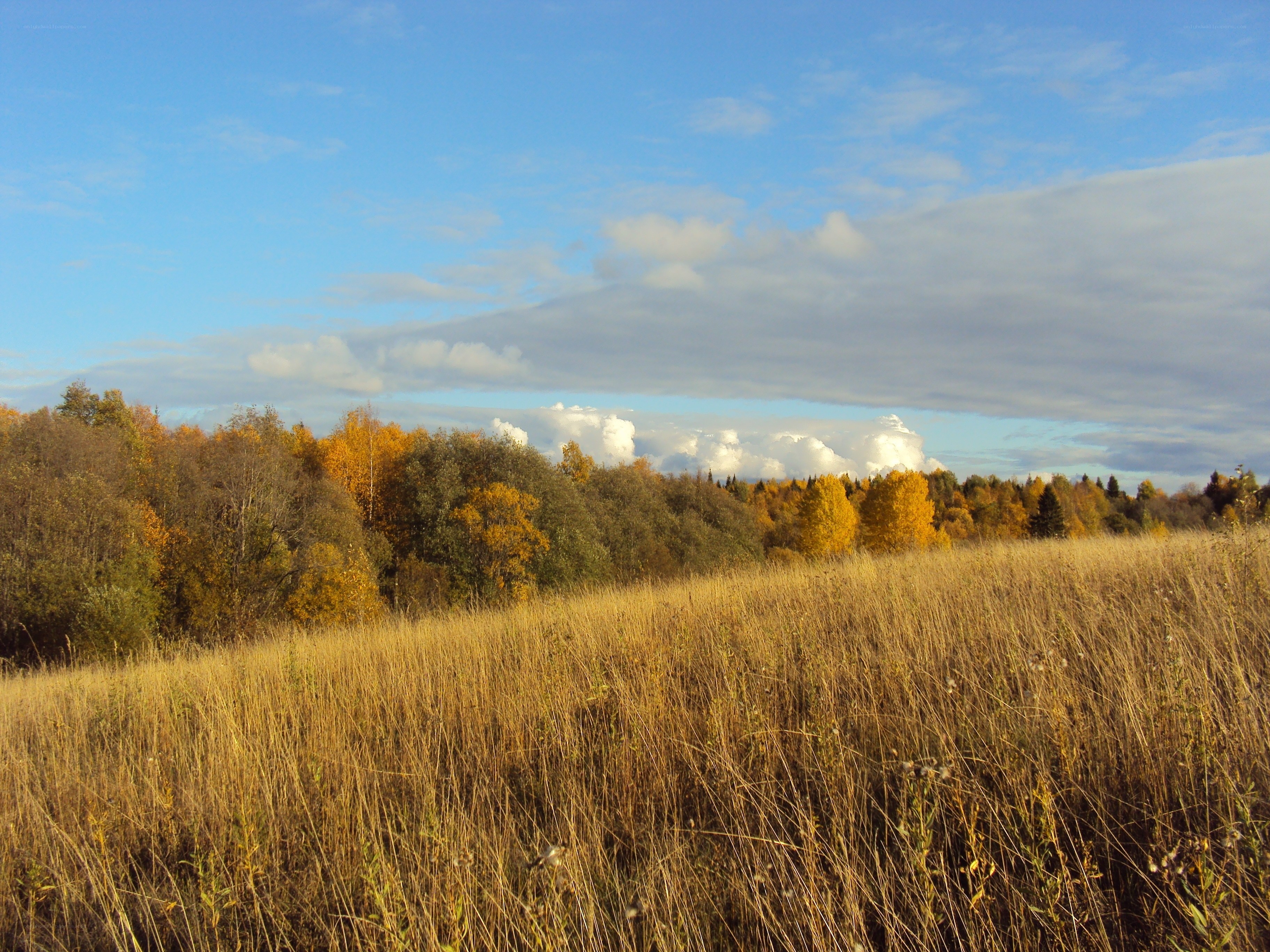 Autumn field with colorful trees