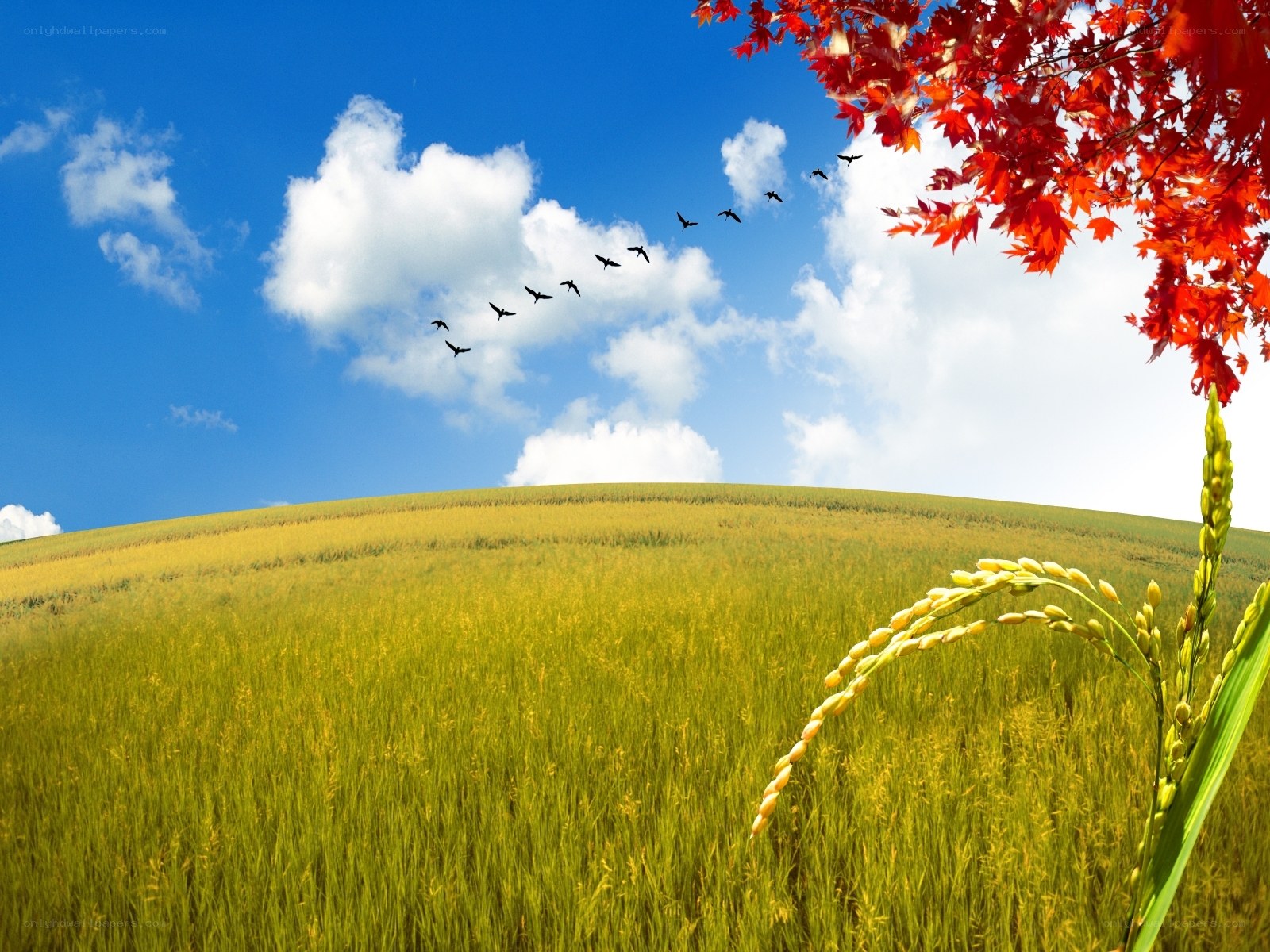 Autumn field with flying birds