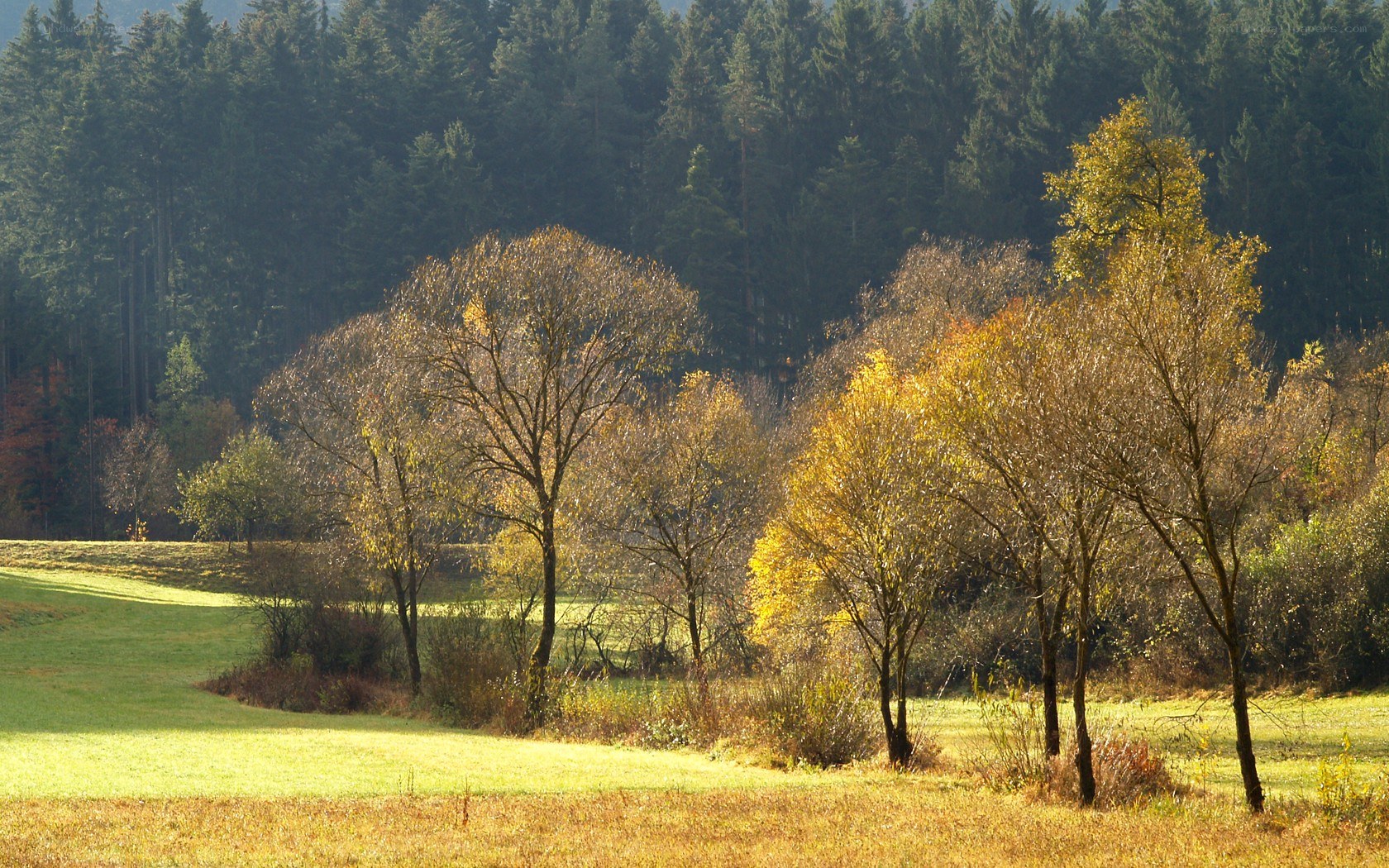 Autumn field with forest