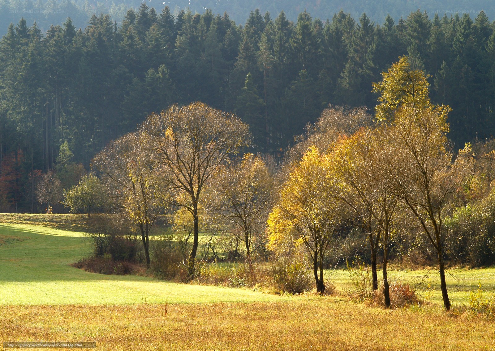Autumn field with forest backdrop