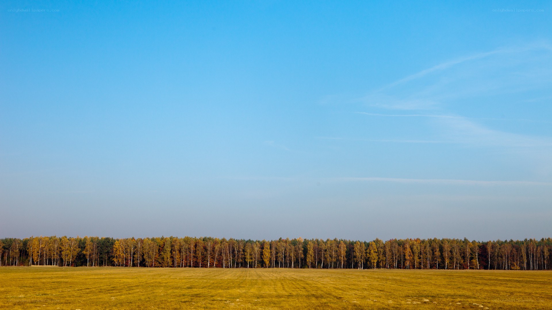 Autumn field with forest line