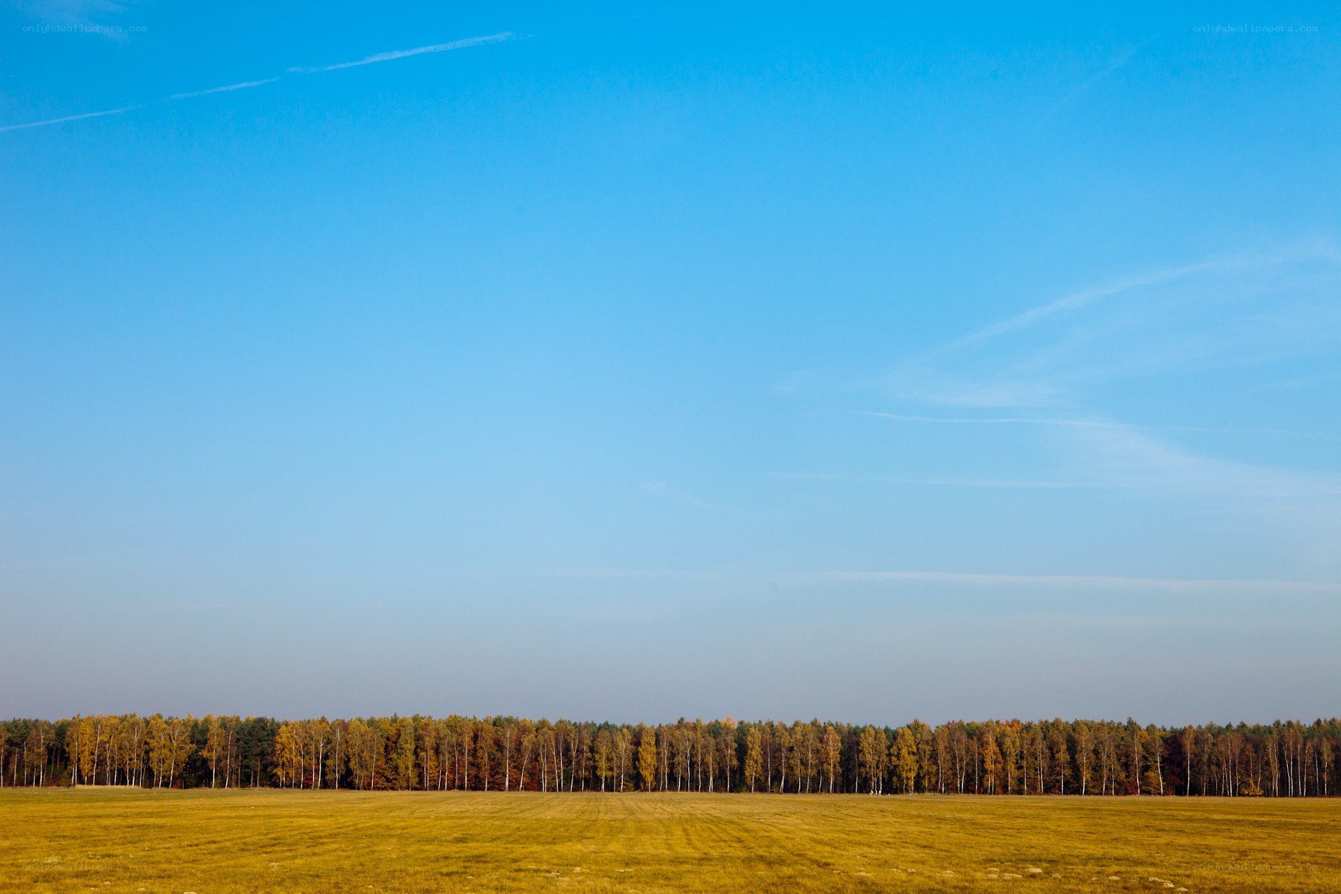 Autumn field with forest line