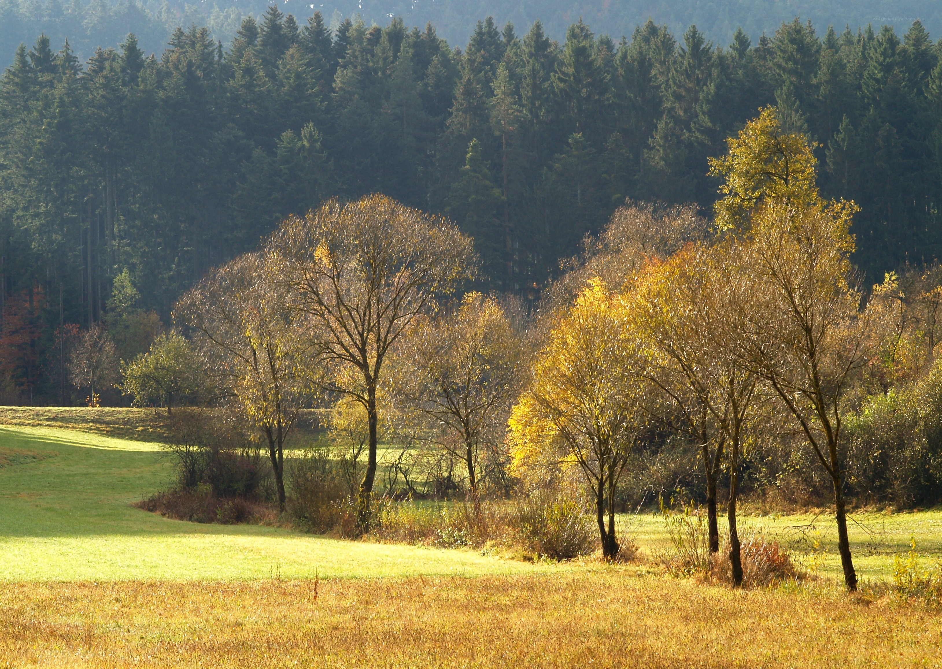 Autumn field with forest