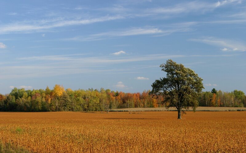 Autumn field with lone tree