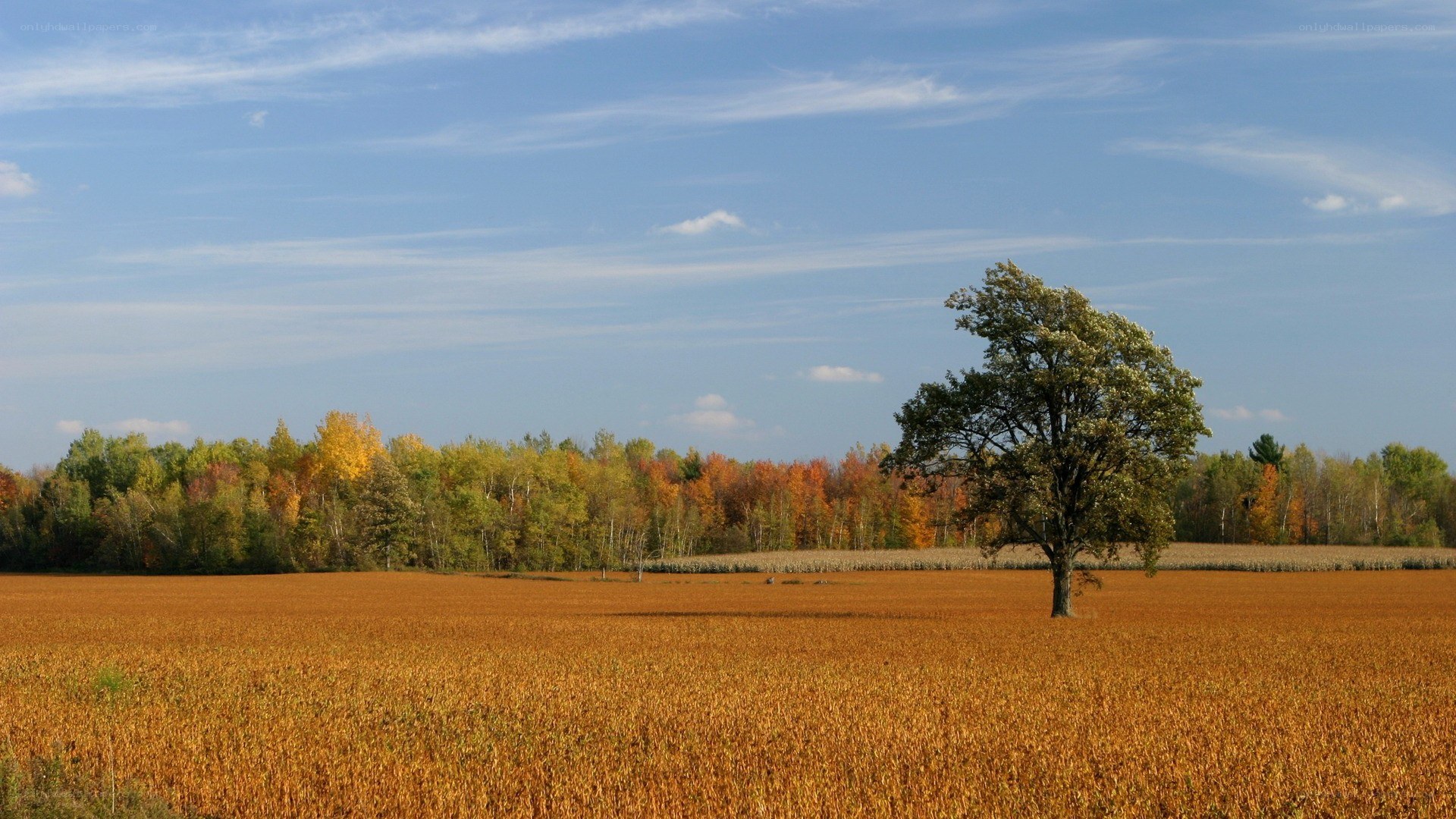 Autumn field with lone tree