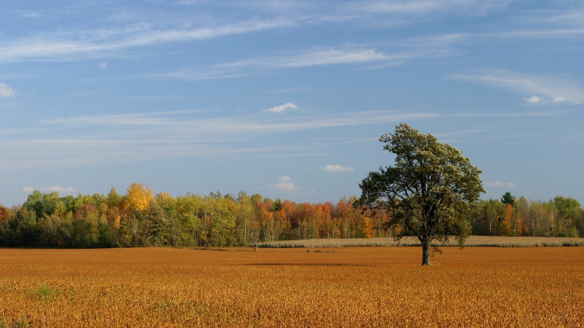 autumn field with lone tree
