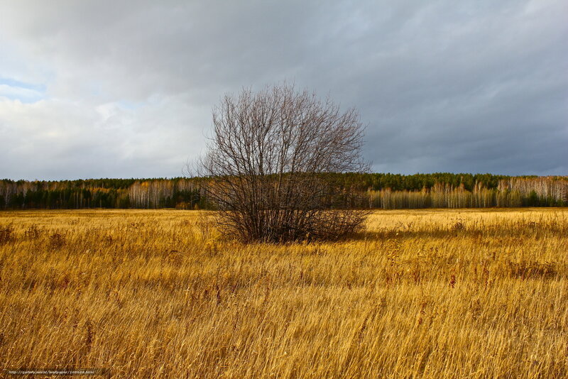 Autumn field with lone tree
