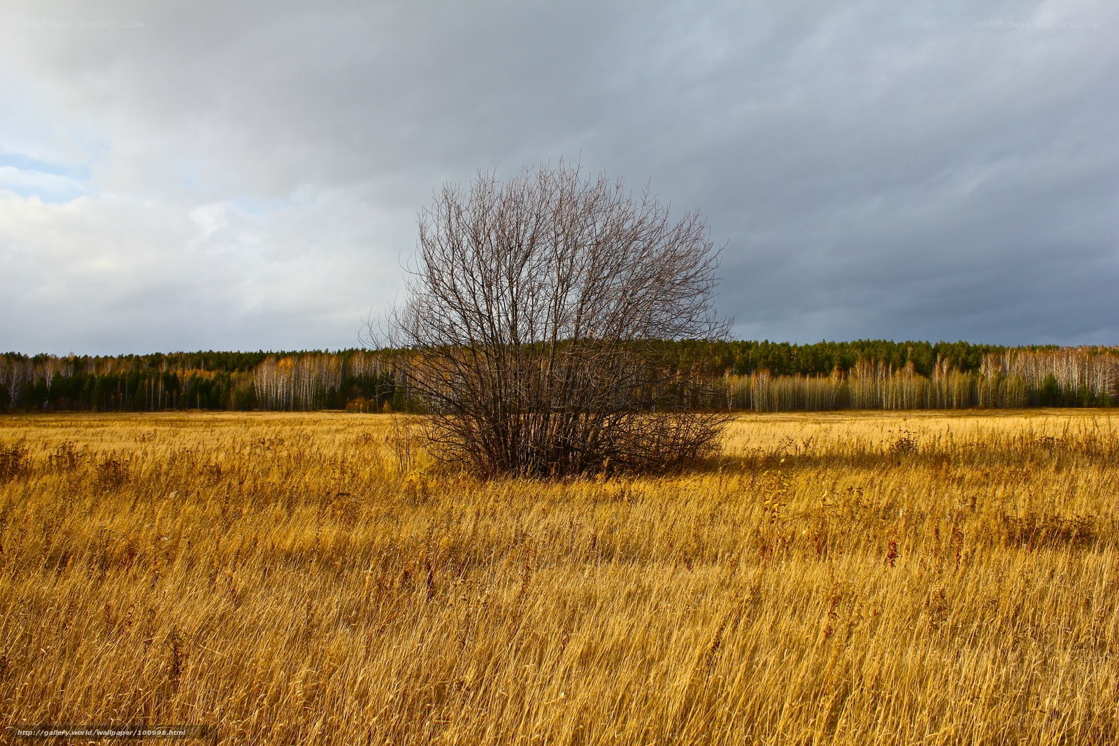 Autumn field with lone tree
