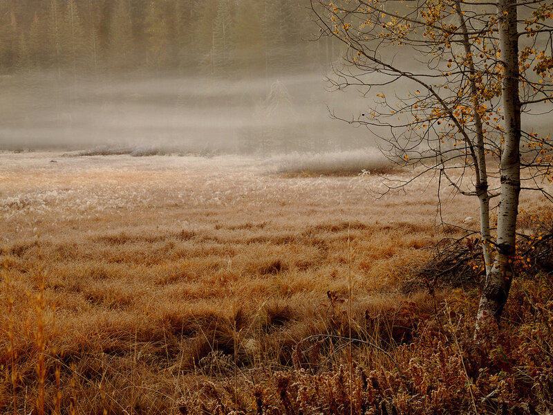 Autumn Field with Mist