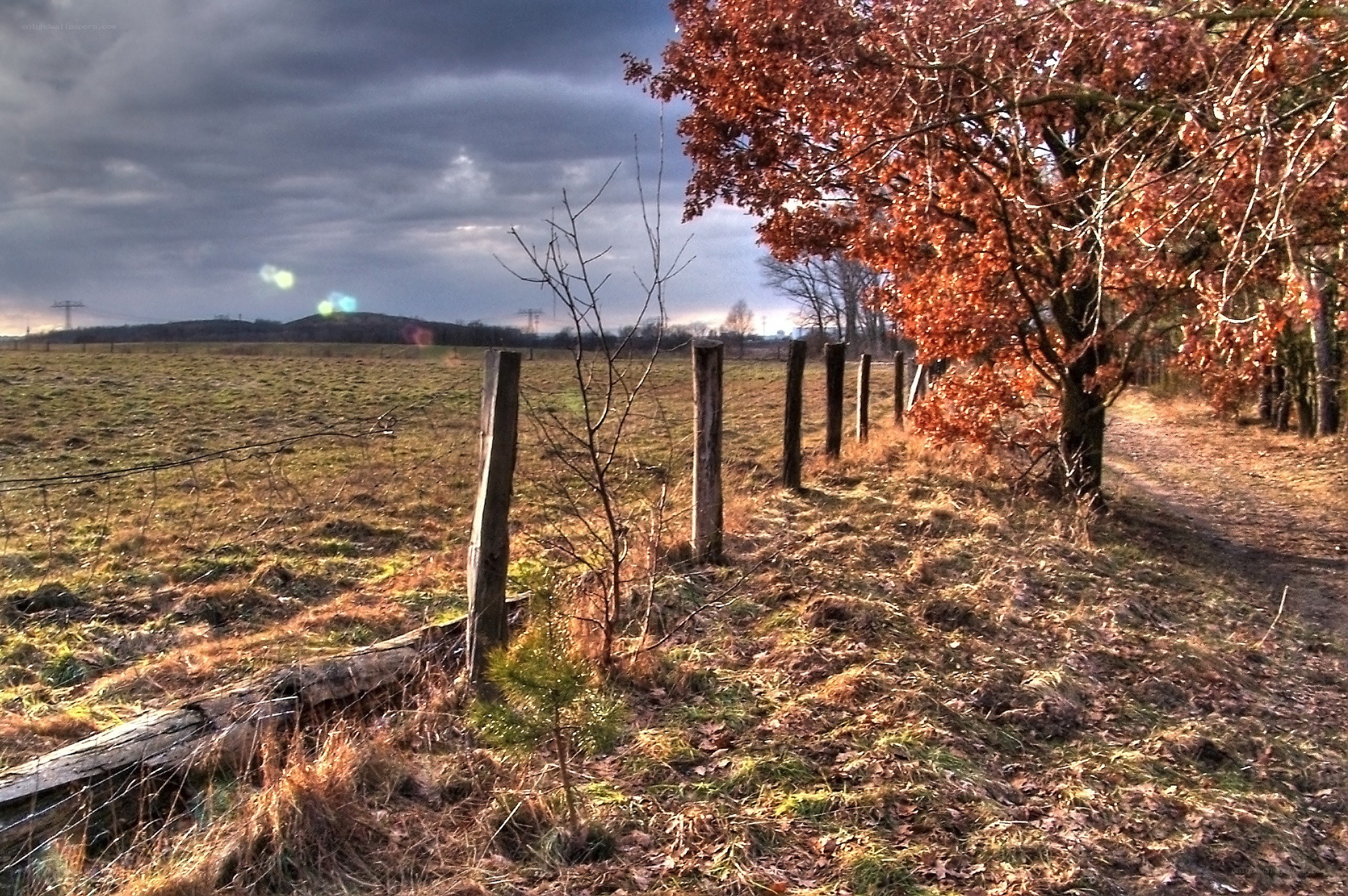 Autumn field with orange tree
