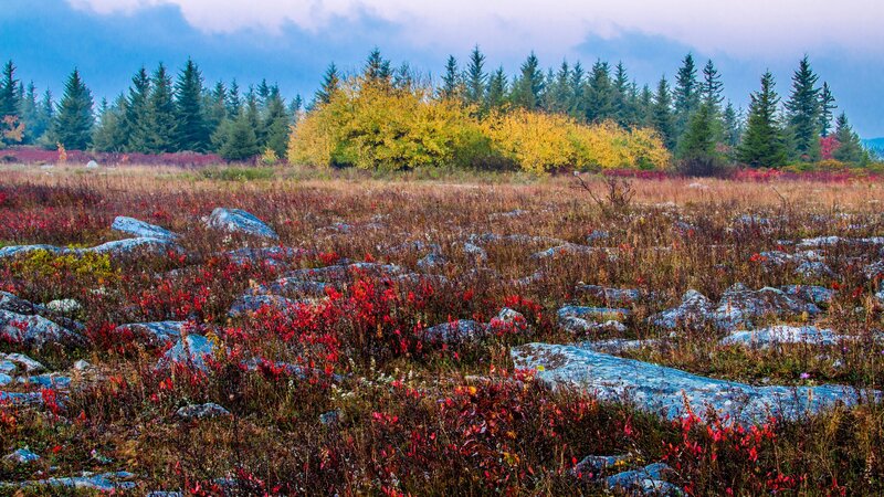 Autumn Field with Rocks