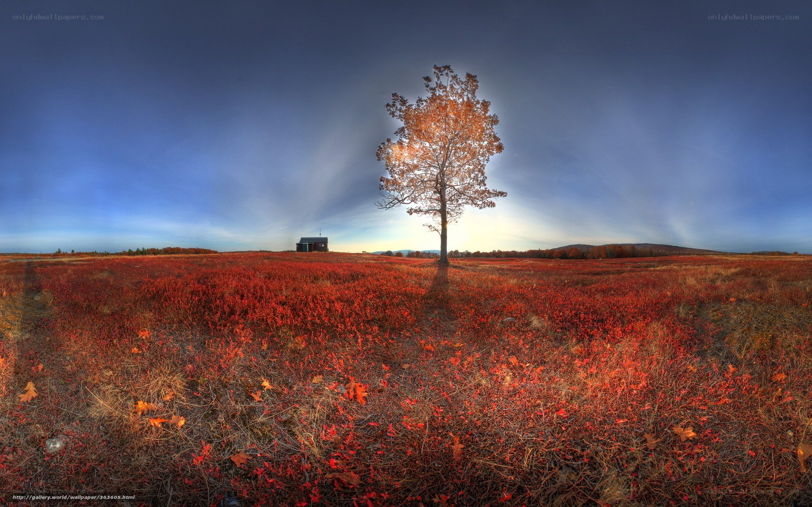 Autumn field with solitary tree