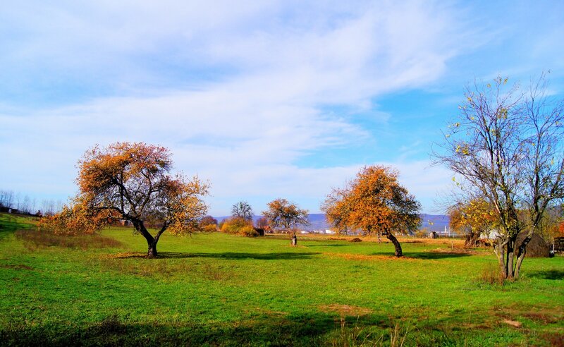 Autumn field with trees