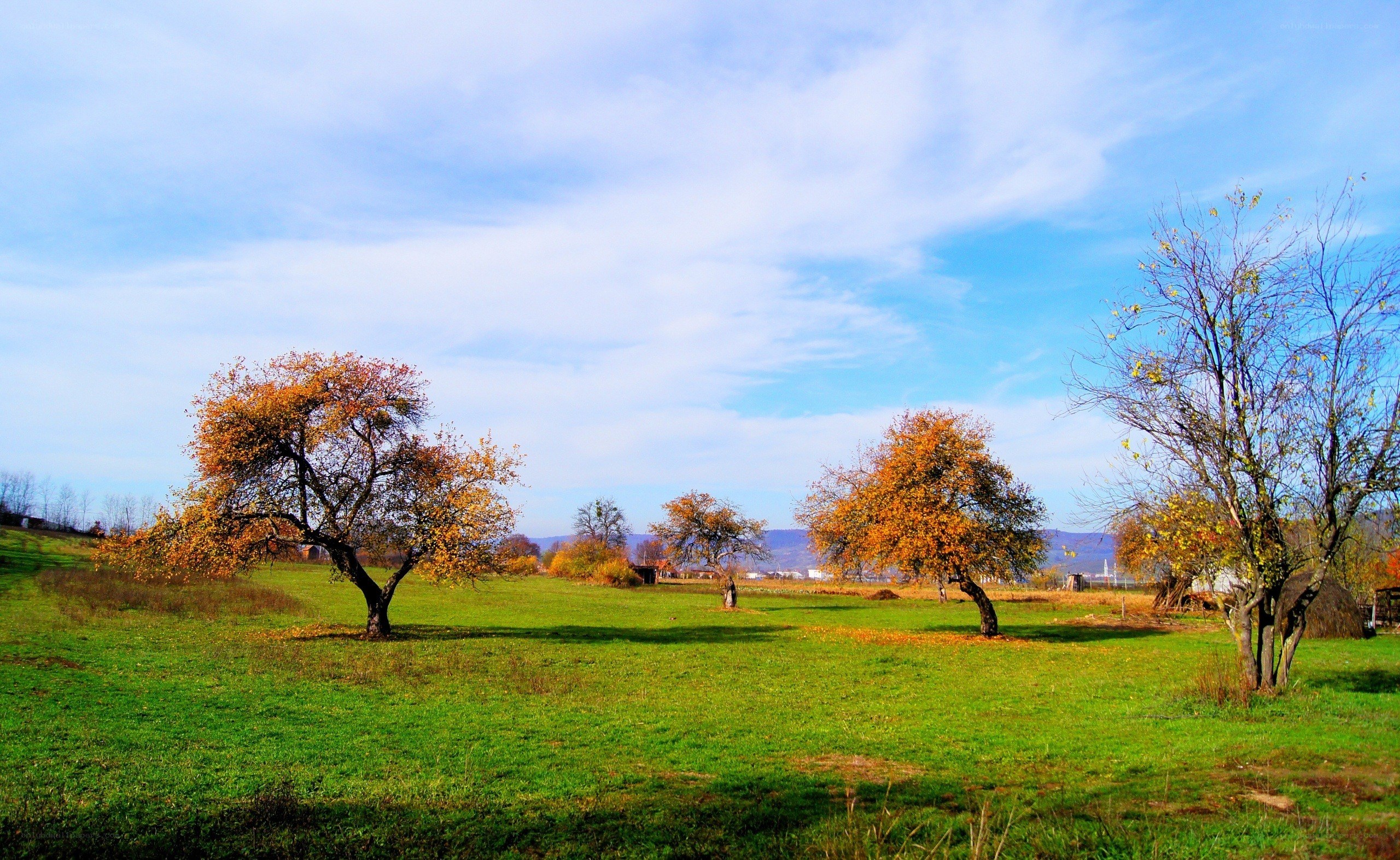 Autumn field with trees
