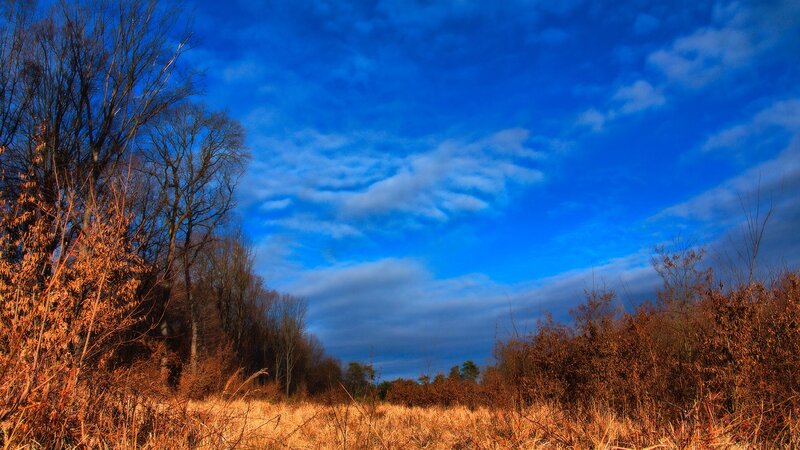 Autumn Field with Trees — Blue