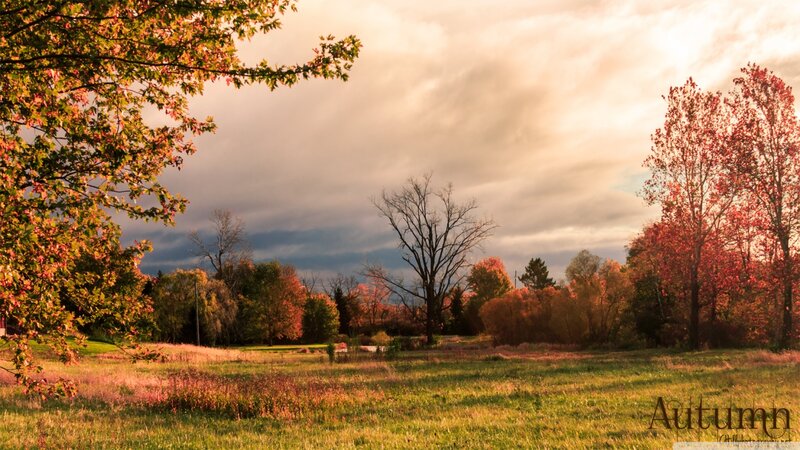 Autumn Field with Trees — Green, Serene