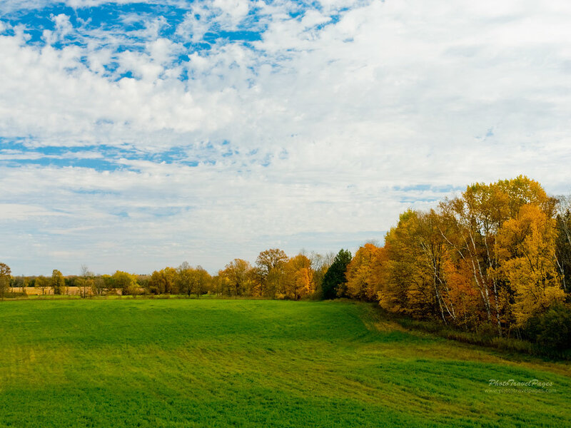 Autumn Field with Trees — Green